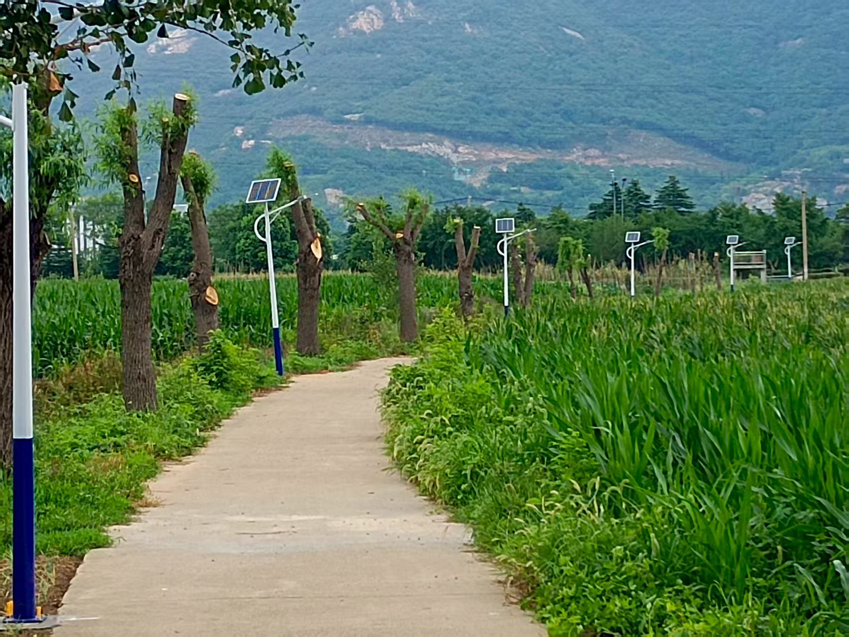 江庄村安装太阳能路灯.jpg