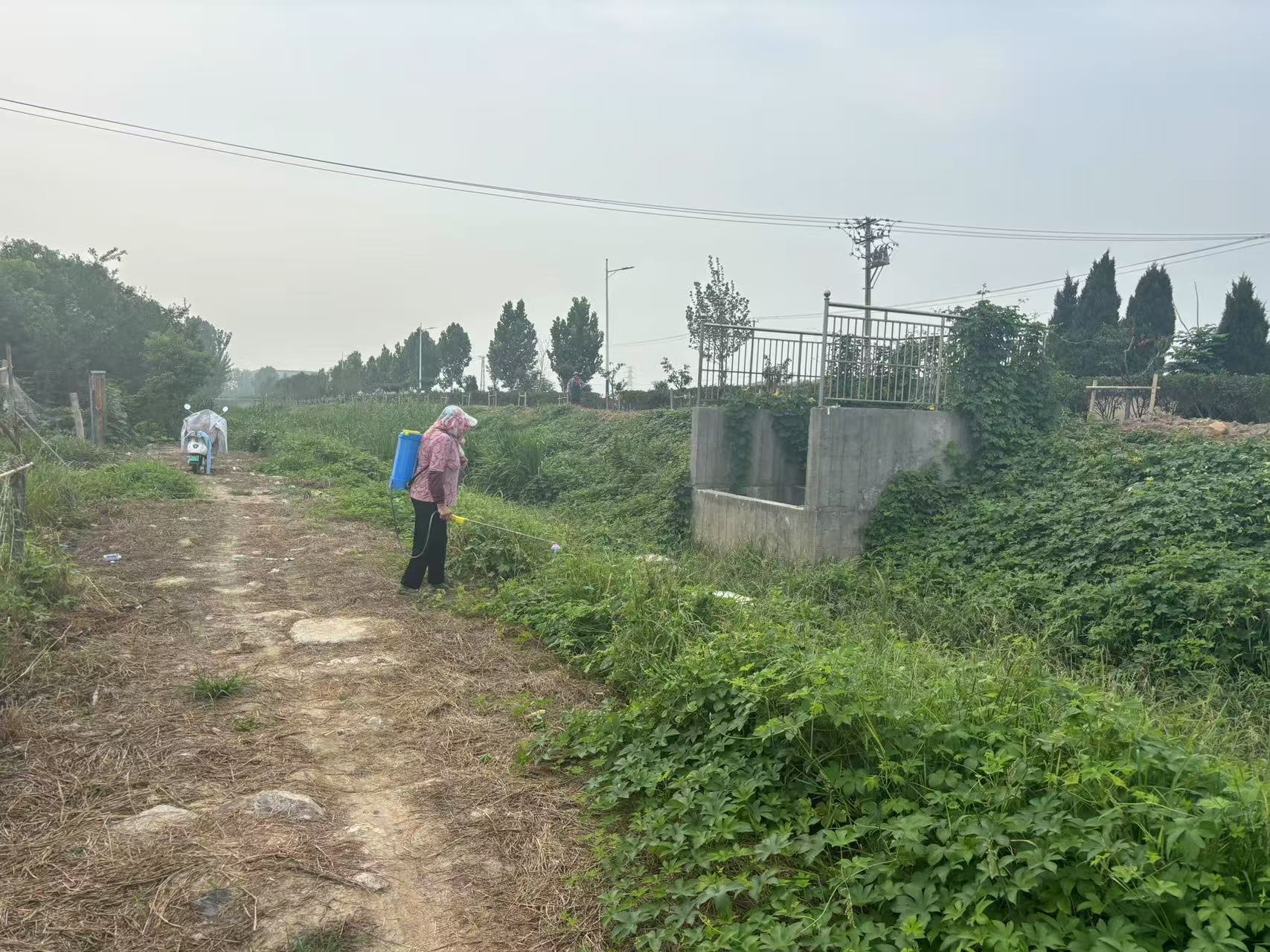 黄岭村河道清理杂草.jpg