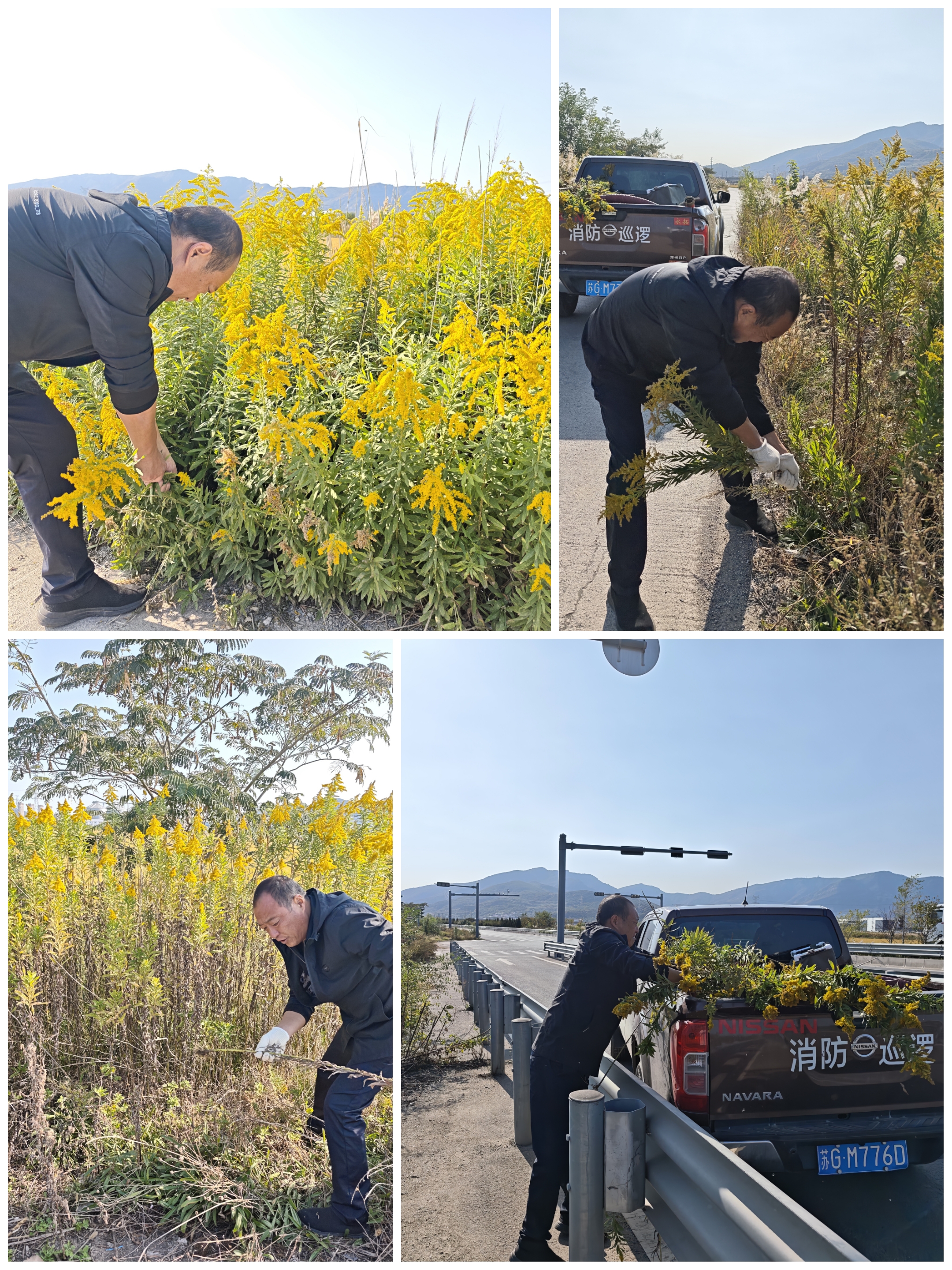 秸秆禁烧巡查及辖区主干道242两侧黄花拔除.jpg